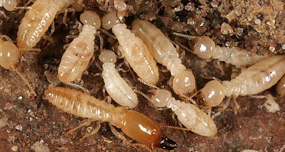 Termite Deemak Control in Delhi, Termite Deemak Control in Gurgaon, Termite Deemak Control in Noida, Termite Deemak Control in Greater Noida, Termite Deemak Control in Faridabad, Termite Deemak Control in Ghaziabad, Termite Deemak Control in Dwarka