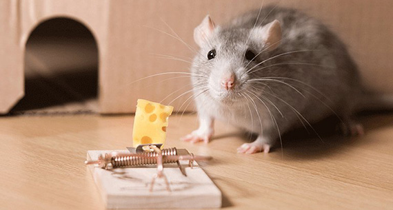 Rat & Rodent Control in Delhi, Rat & Rodent Control in Gurgaon, Rat & Rodent Control in Noida, Rat & Rodent Control in Greater Noida, Rat & Rodent Control in Faridabad, Rat & Rodent Control in Ghaziabad, Rat & Rodent Control in Dwarka