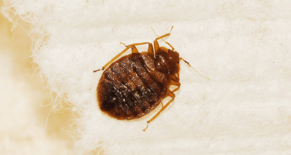 Bed Bugs Control in Delhi, Bed Bugs Control in Gurgaon, Bed Bugs Control in Noida, Bed Bugs Control in Greater Noida, Bed Bugs Control in Faridabad, Bed Bugs Control in Ghaziabad, Bed Bugs Control in Dwarka