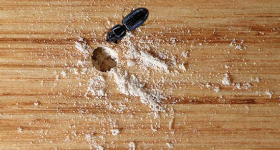 Anti Wood Borer Treatment in Delhi, Anti Wood Borer Treatment in Gurgaon, Anti Wood Borer Treatment in Noida, Anti Wood Borer Treatment in Greater Noida, Anti Wood Borer Treatment in Faridabad, Anti Wood Borer Treatment in Ghaziabad, Anti Wood Borer Treatment in Dwarka